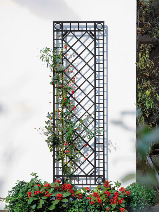 Wall Trellis narrow