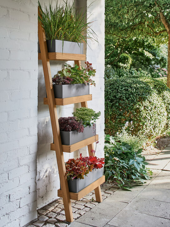 Normandy Plant Ladder Graphite